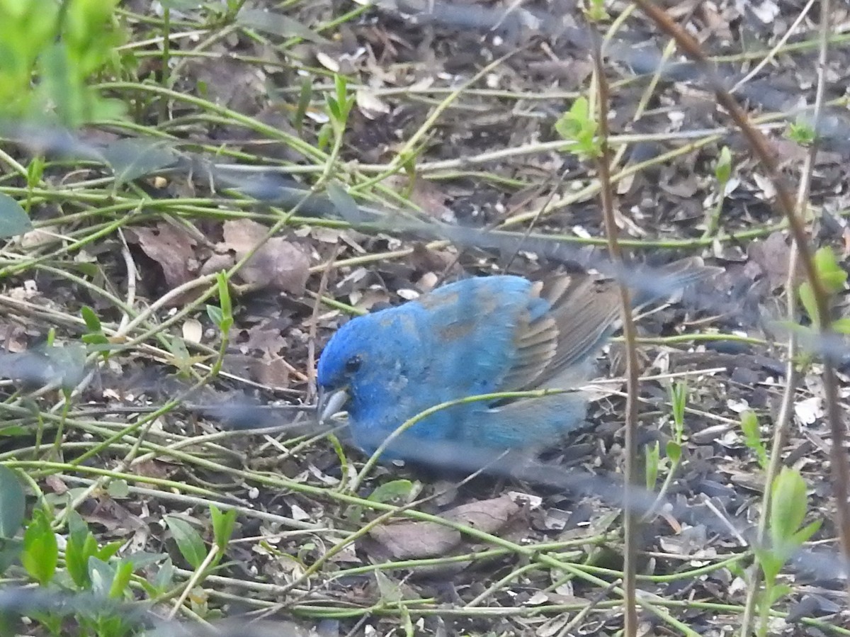 Indigo Bunting - ML635365048