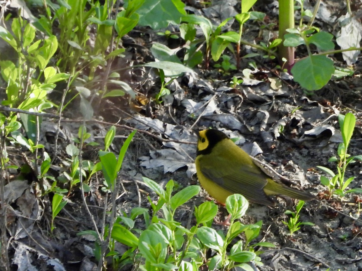 Hooded Warbler - ML635365051