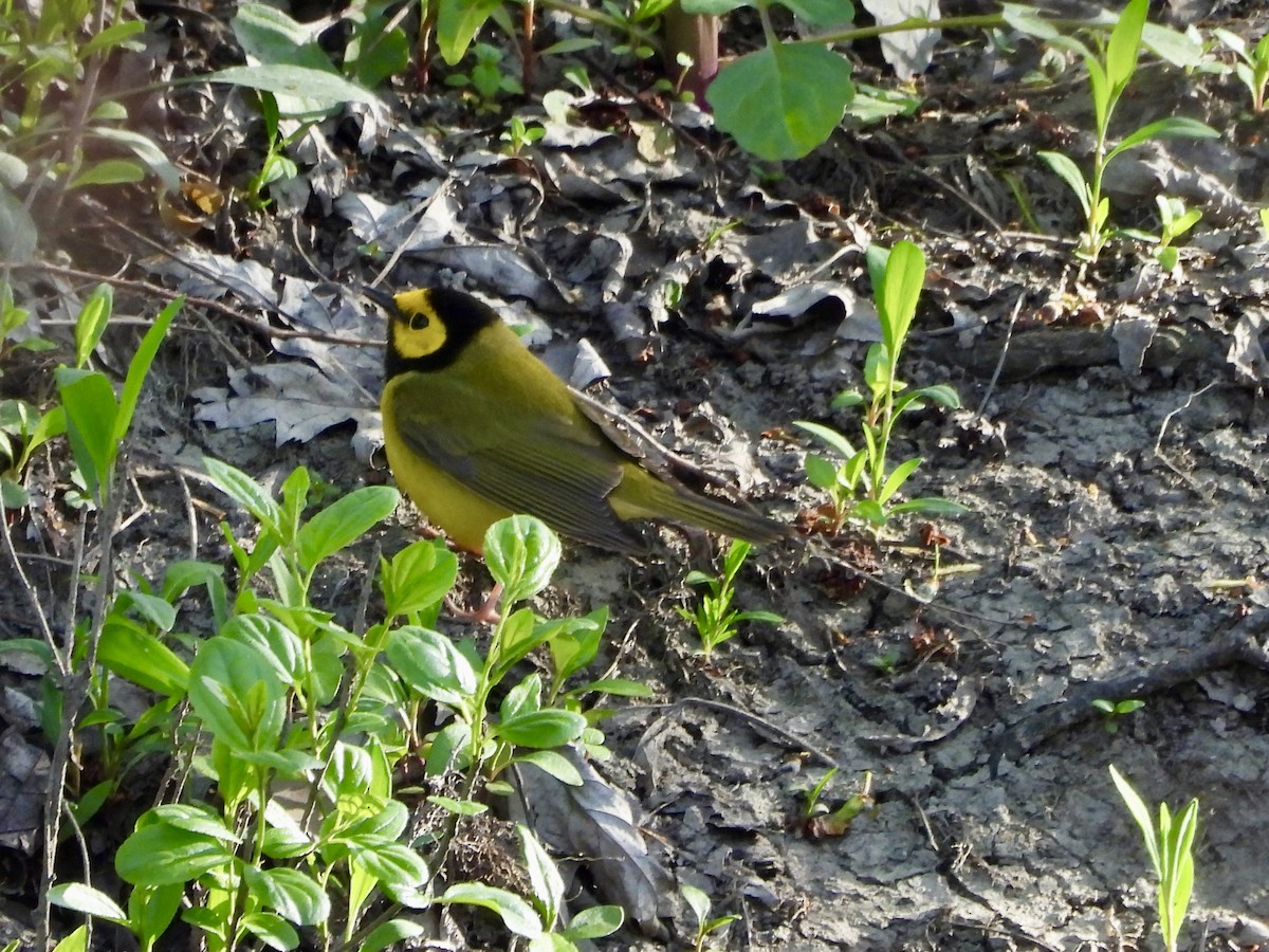Hooded Warbler - ML635365052