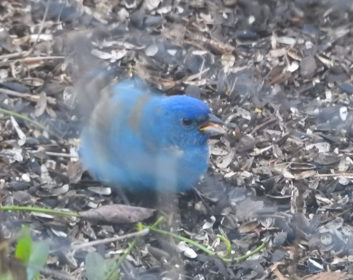 Indigo Bunting - ML635365060