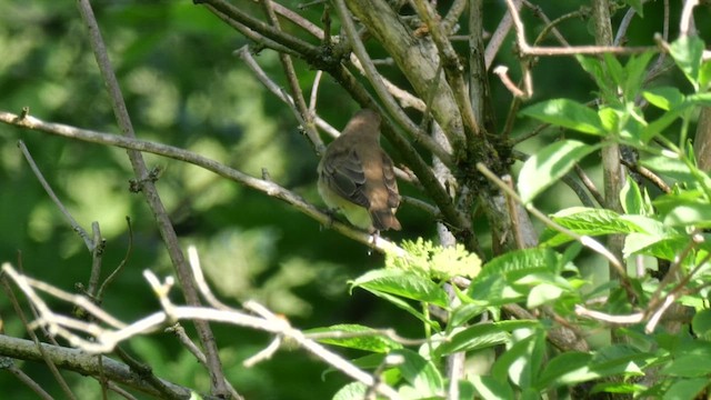 Garden Warbler - ML635365081