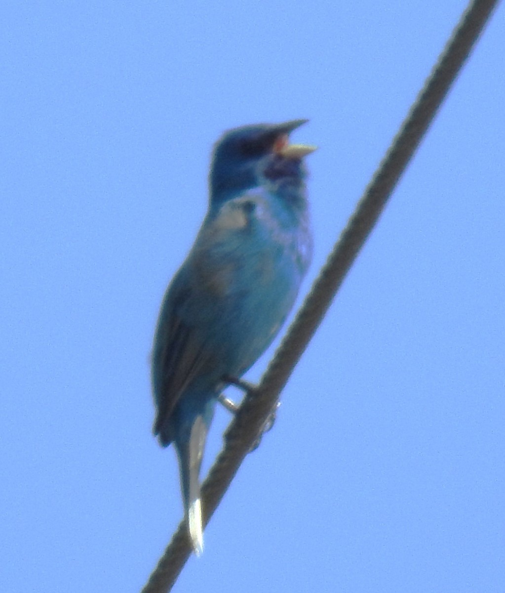 Indigo Bunting - ML635365095
