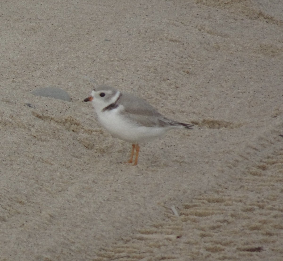 Piping Plover - ML635365162