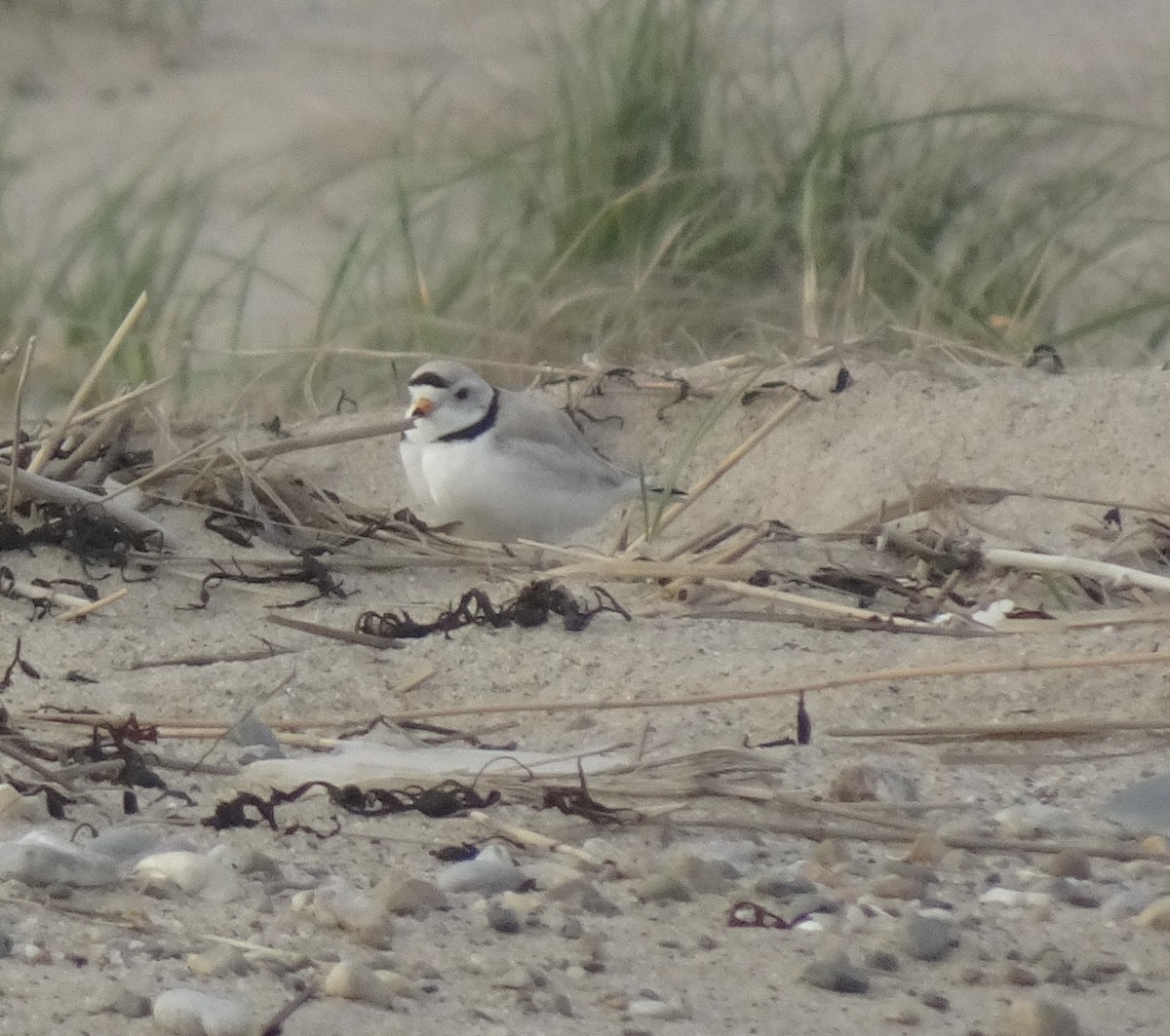 Piping Plover - ML635365163