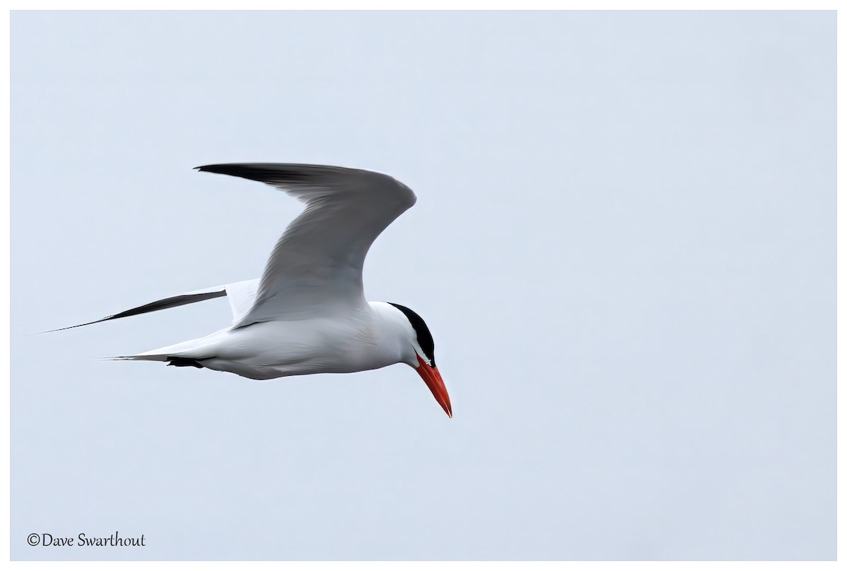 Caspian Tern - ML635365232