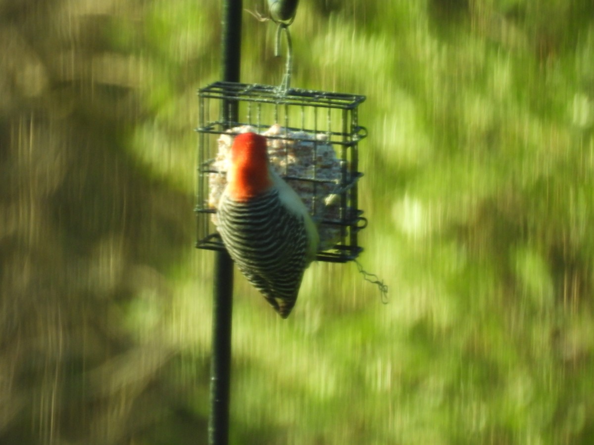 Red-bellied Woodpecker - ML635365305