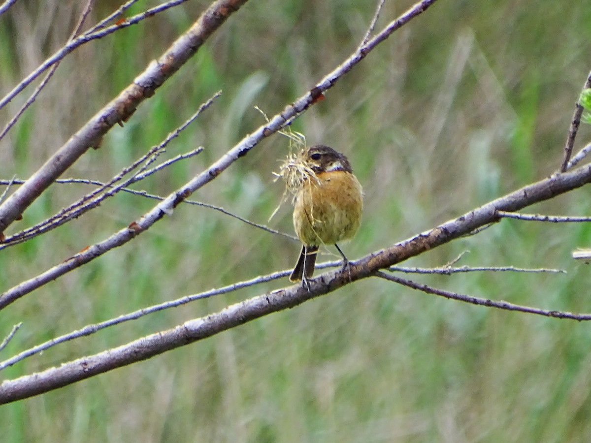 European Stonechat - ML635365328