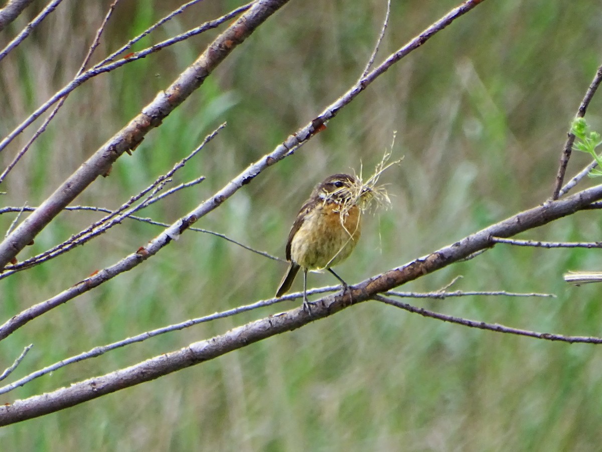 European Stonechat - ML635365329