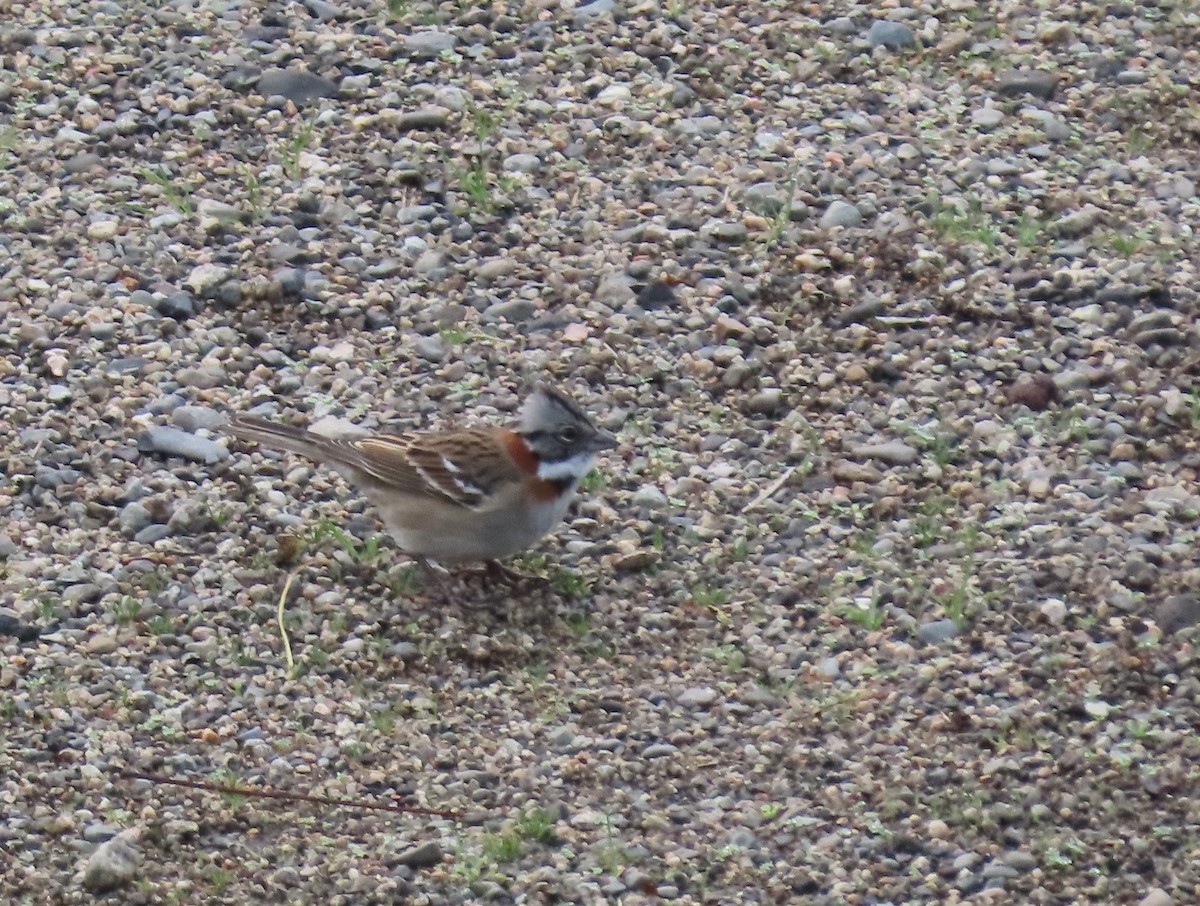 Rufous-collared Sparrow - ML635365331