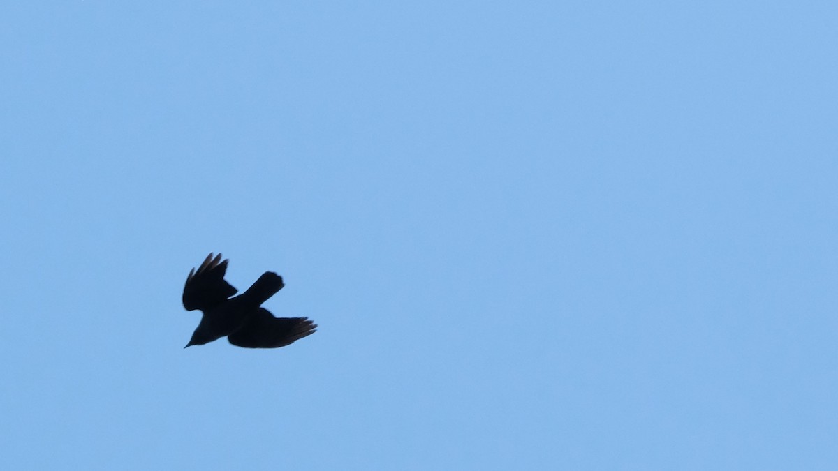 Common Raven - ML635365460