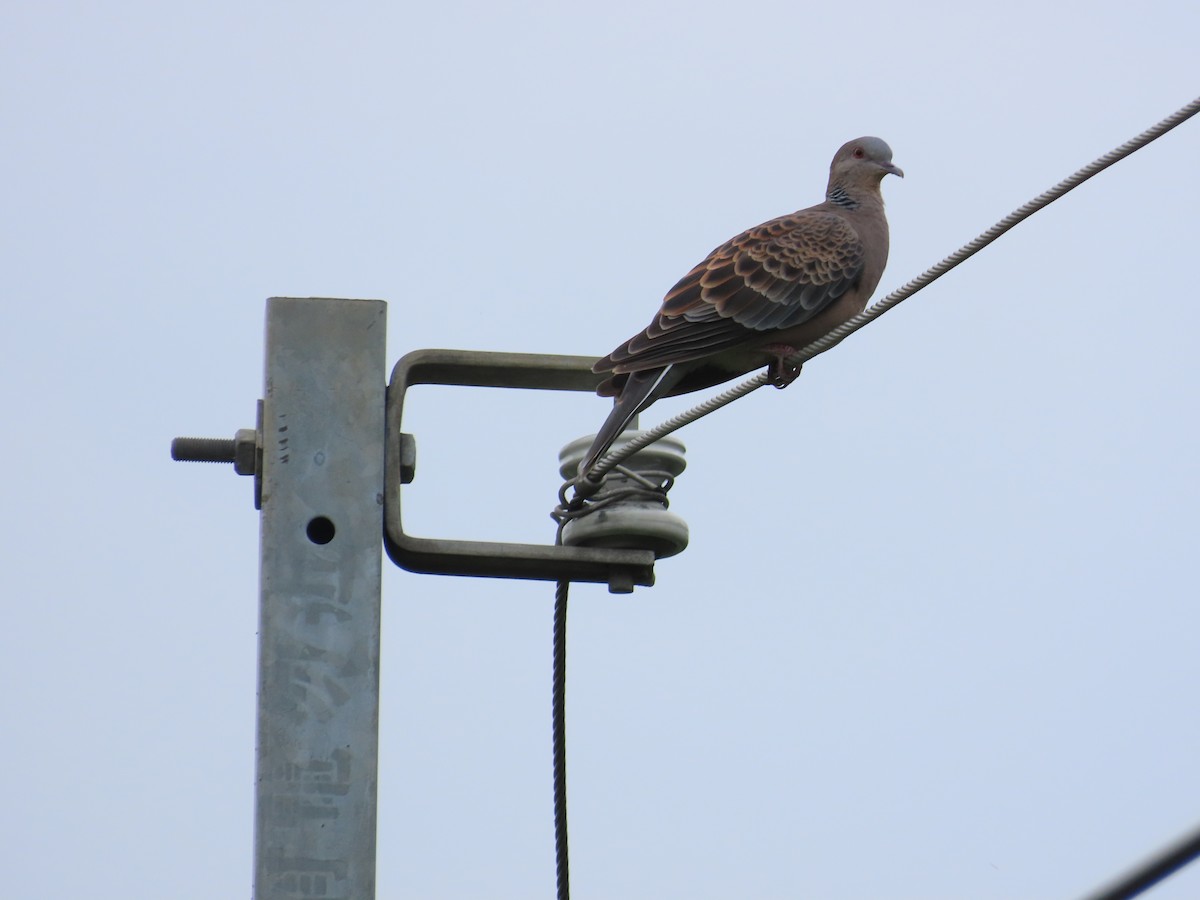 Oriental Turtle-Dove - ML635365461