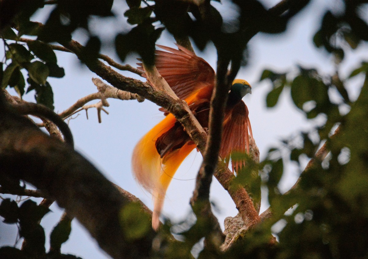 Greater Bird-of-Paradise - ML635365490
