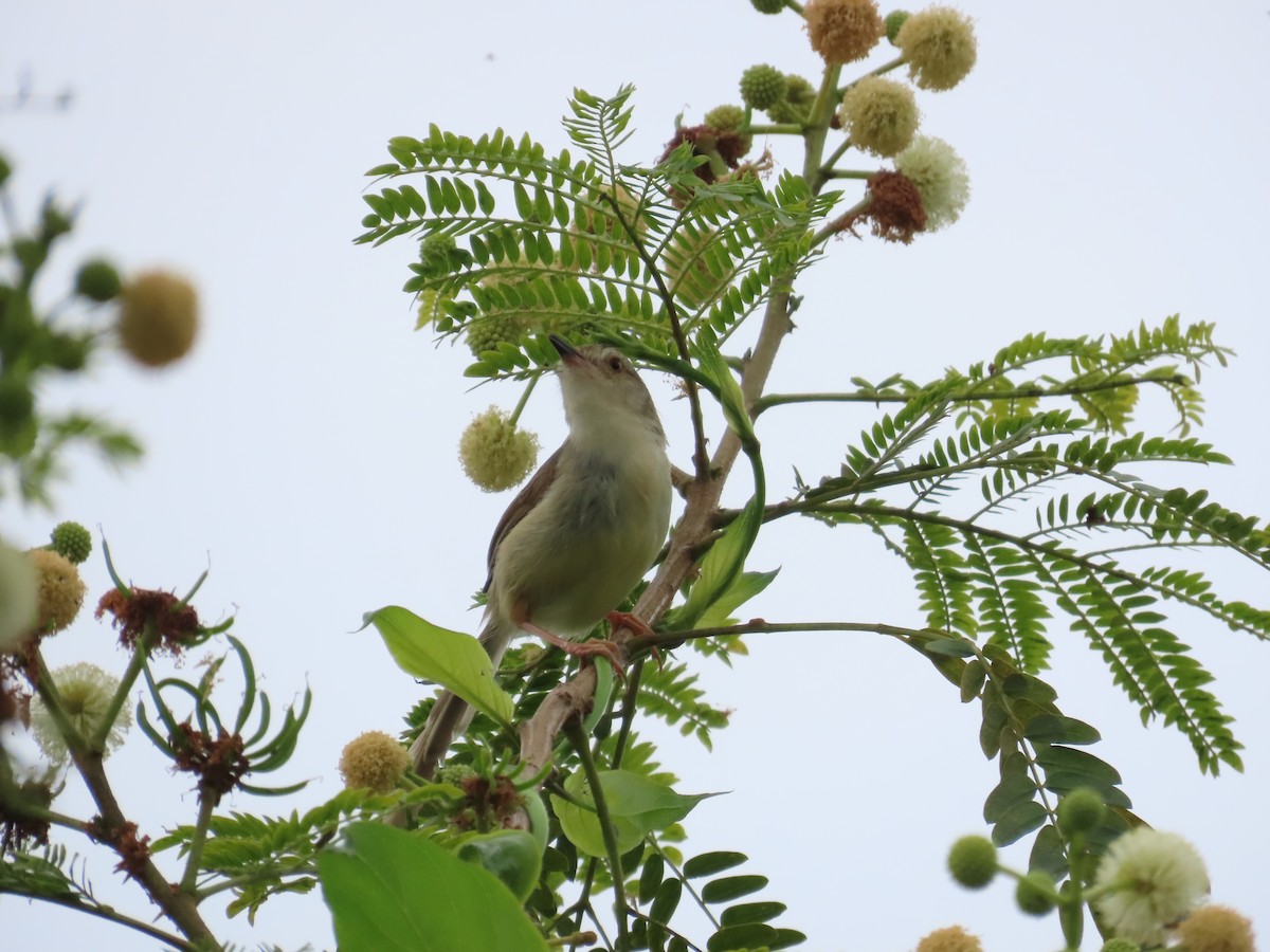 Plain Prinia - ML635365505