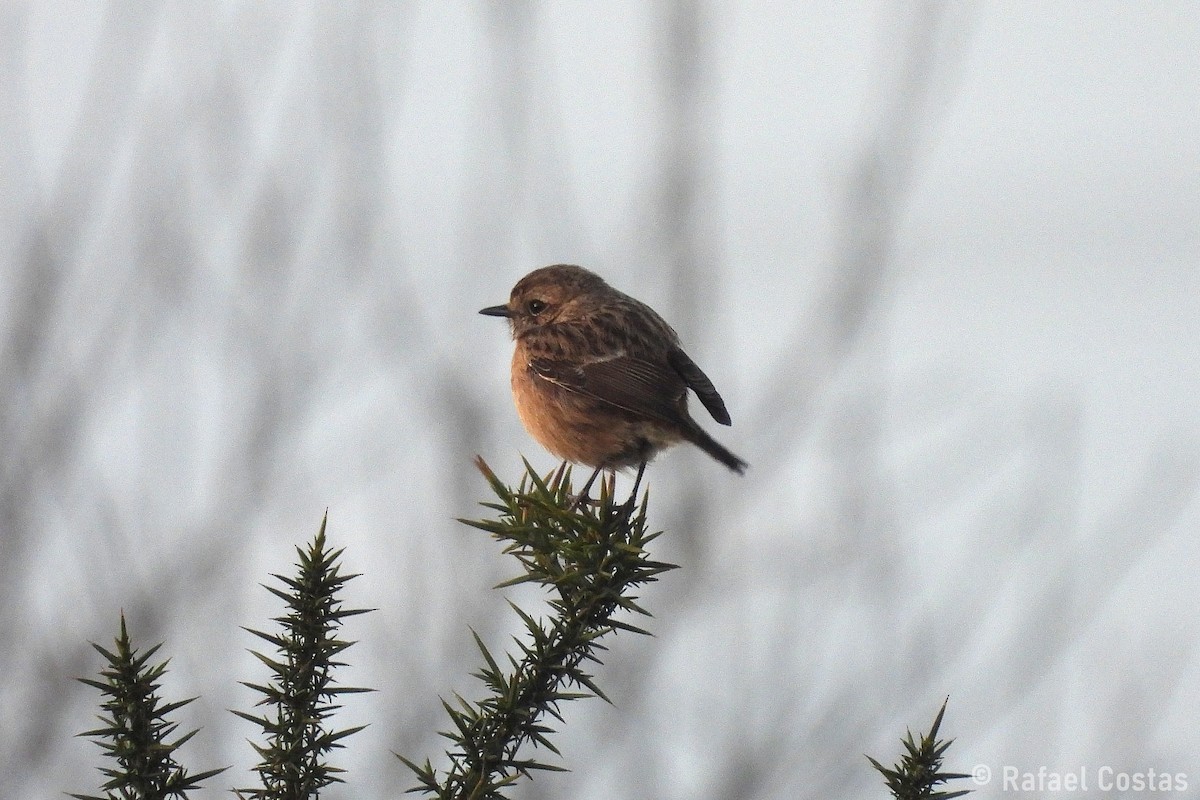 European Stonechat - ML635365576
