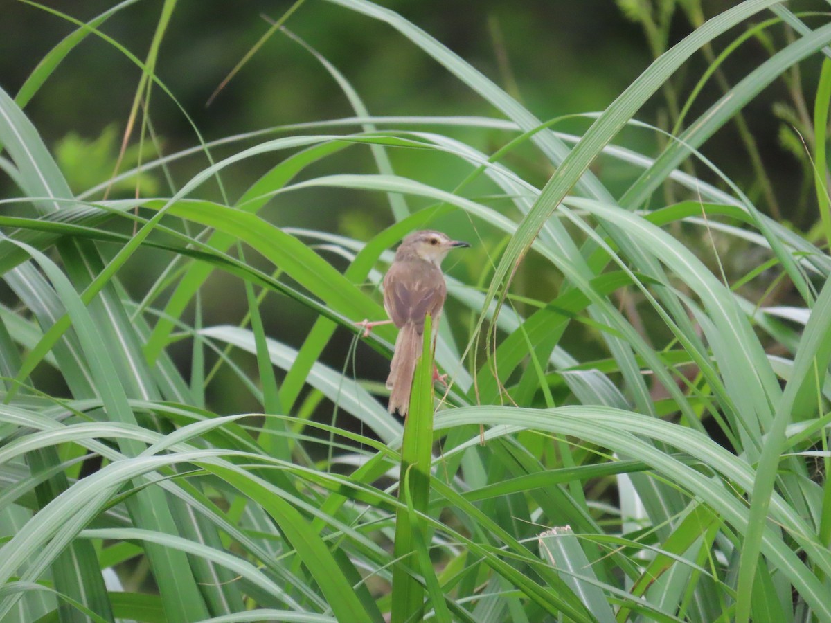 Plain Prinia - ML635365577