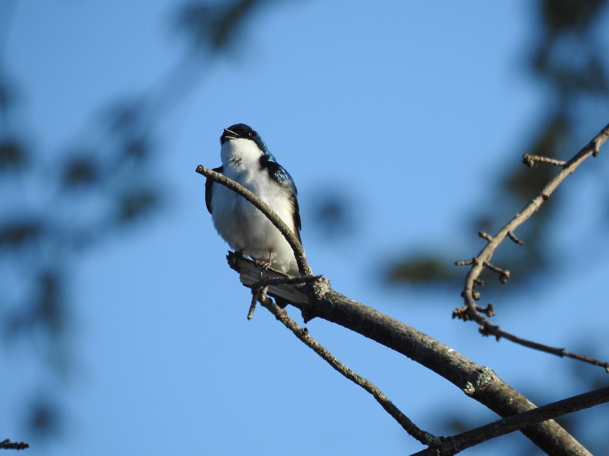 Tree Swallow - ML635365598
