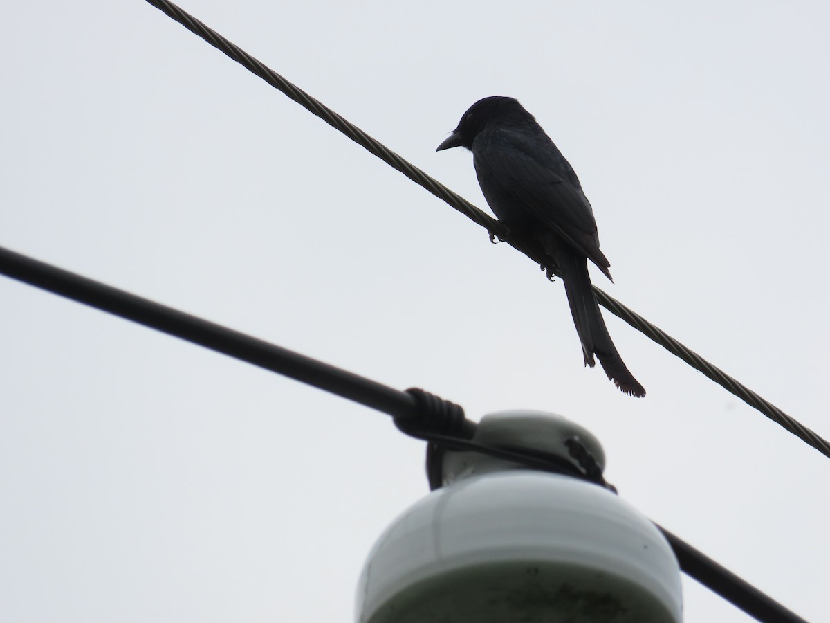 Black Drongo - ML635365600