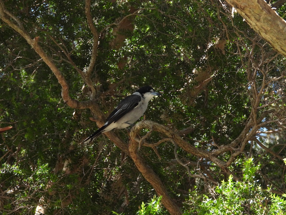 Gray Butcherbird - ML635365618