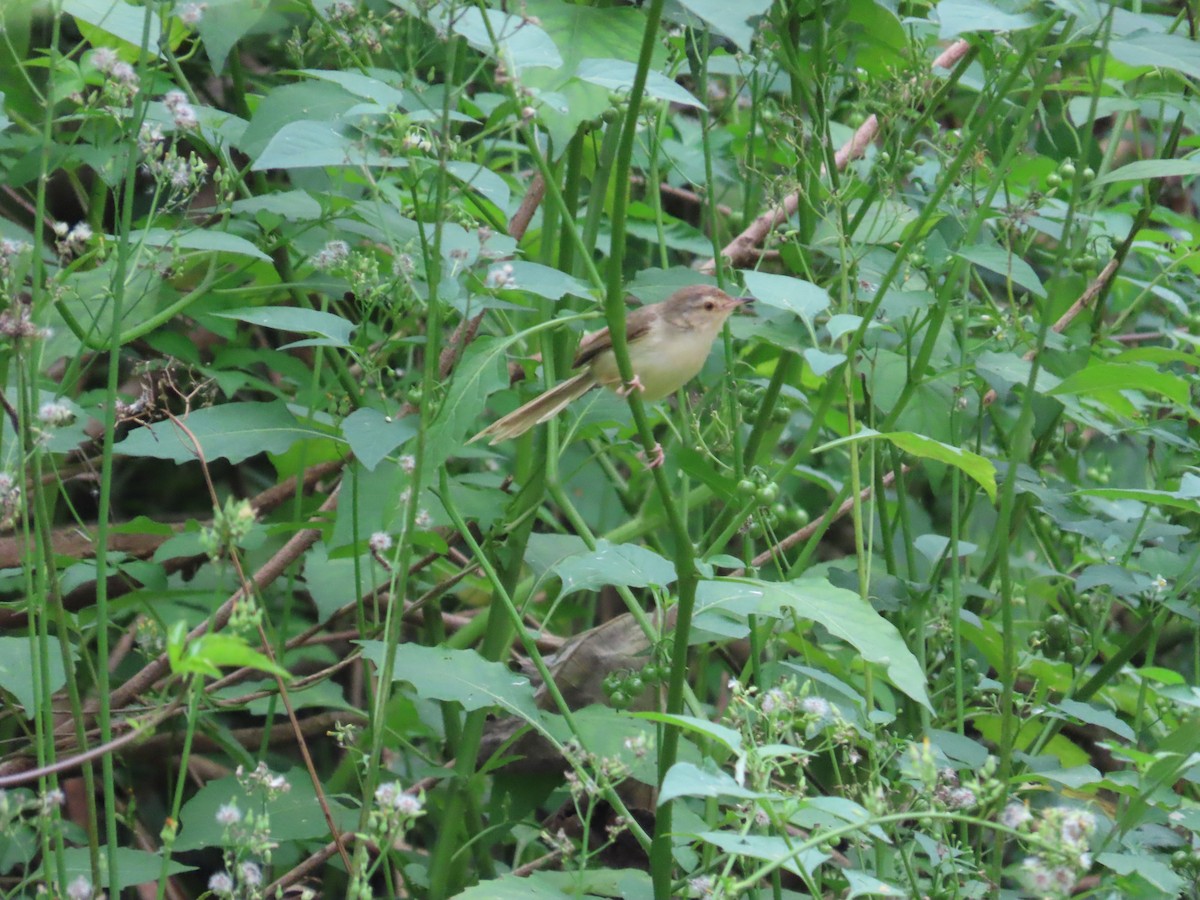 Plain Prinia - ML635365677