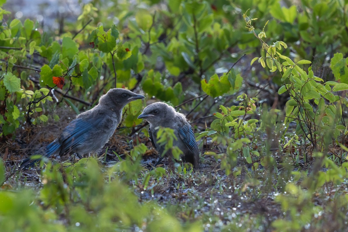 Florida Scrub-Jay - ML635365679