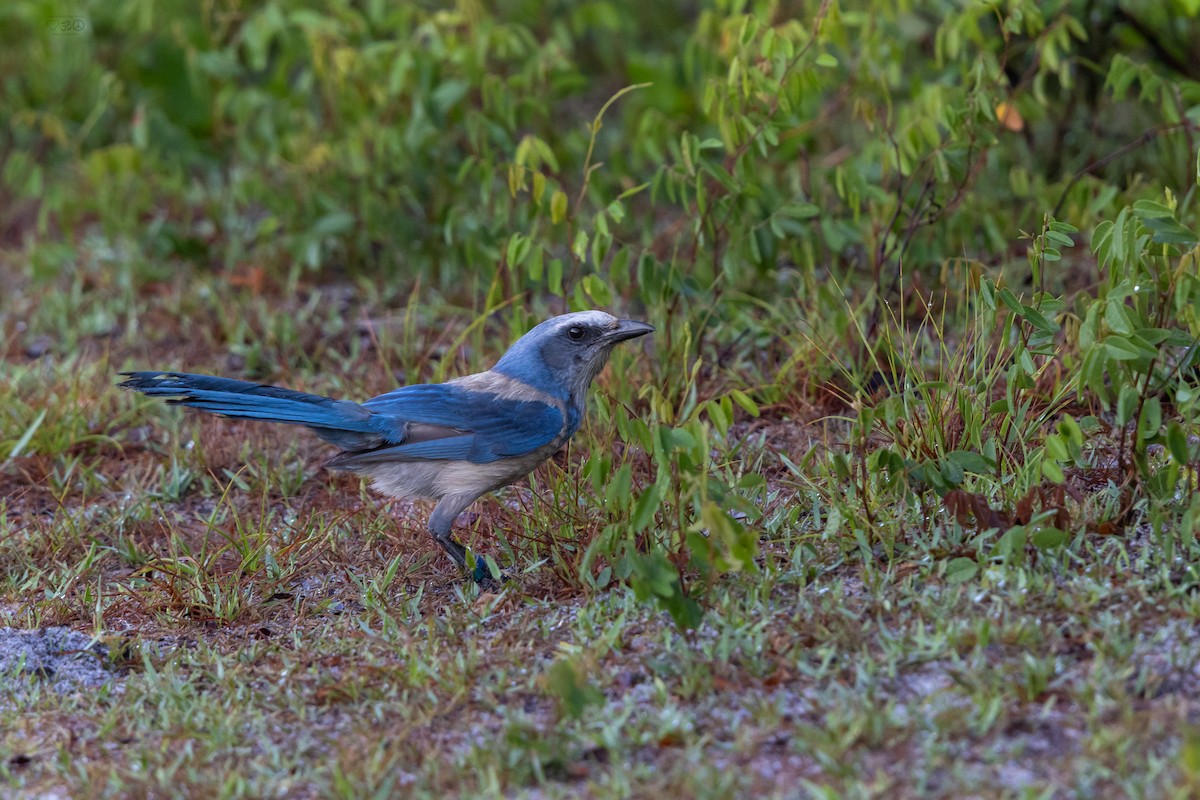Florida Scrub-Jay - ML635365681