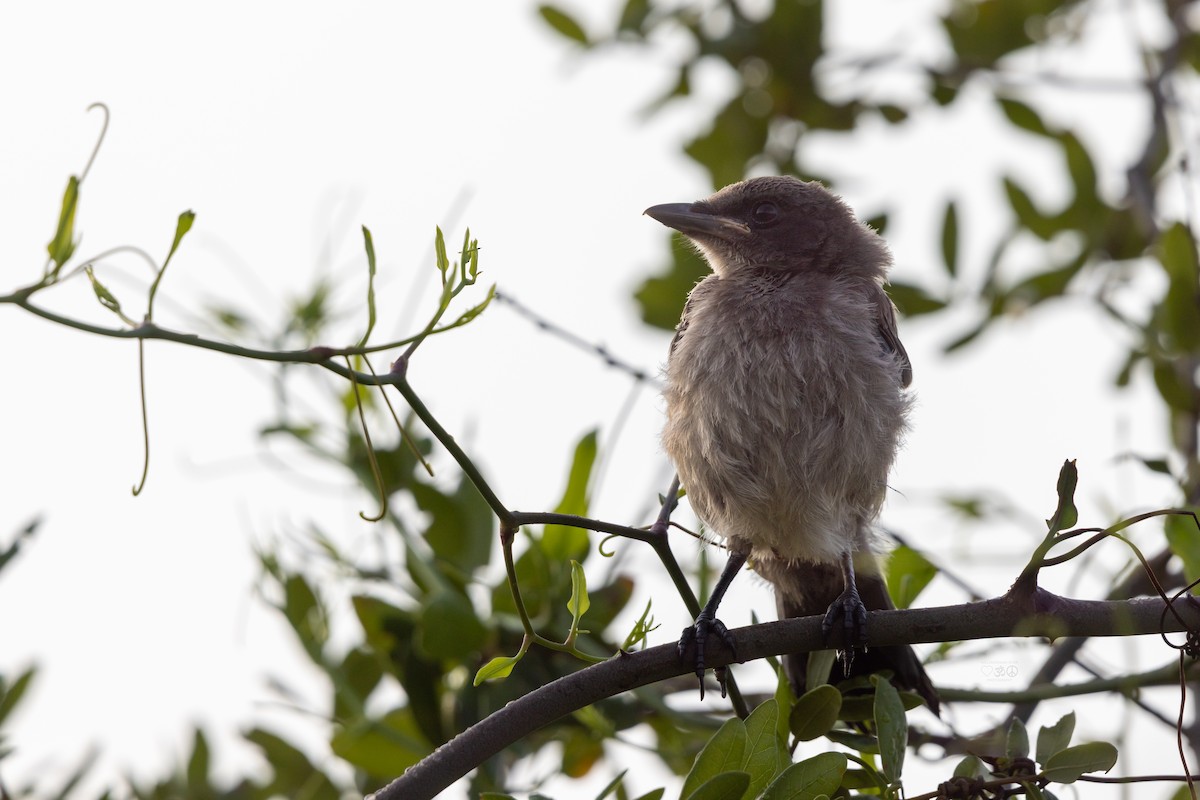 Florida Scrub-Jay - ML635365682