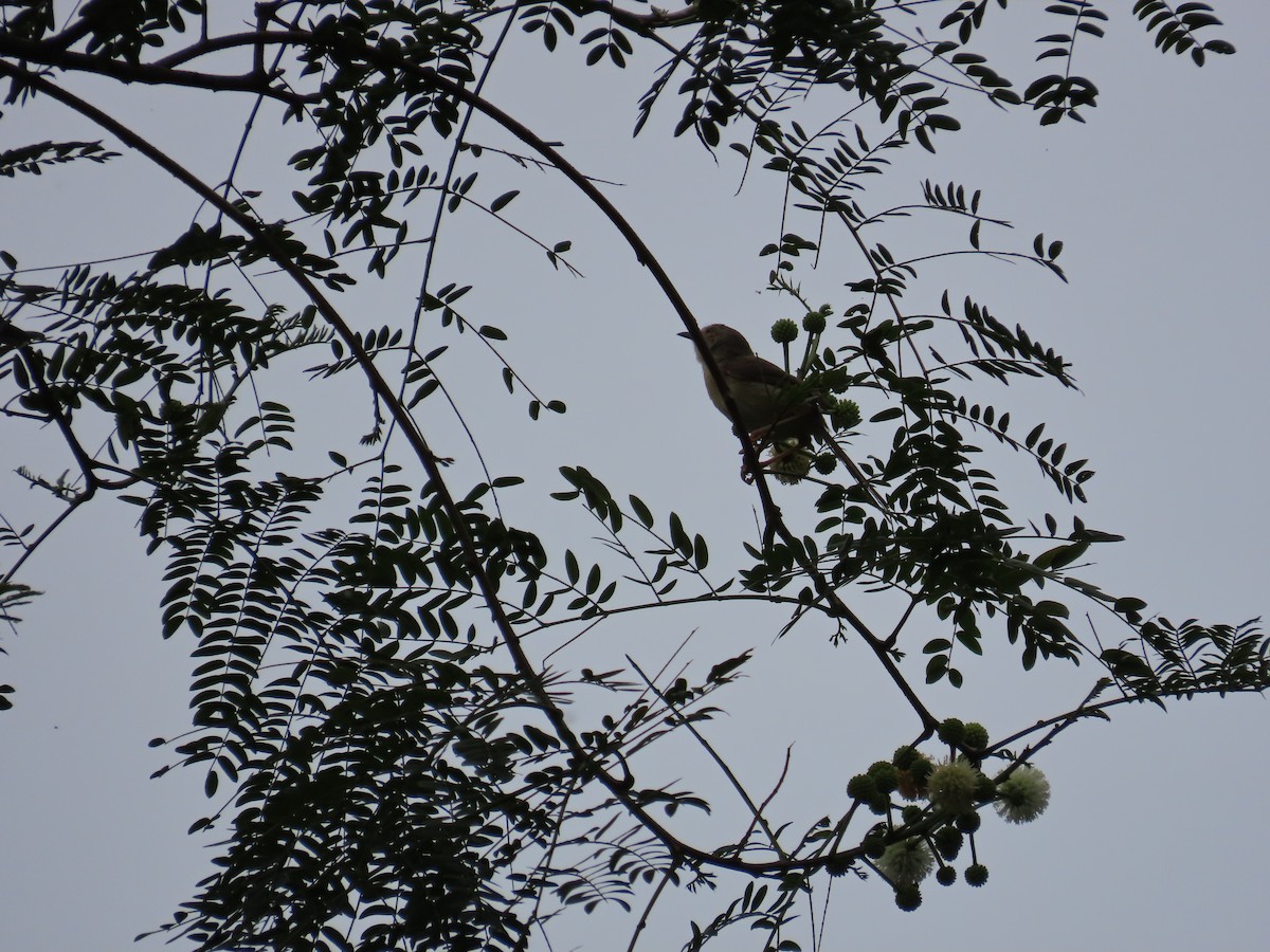 Plain Prinia - ML635365711
