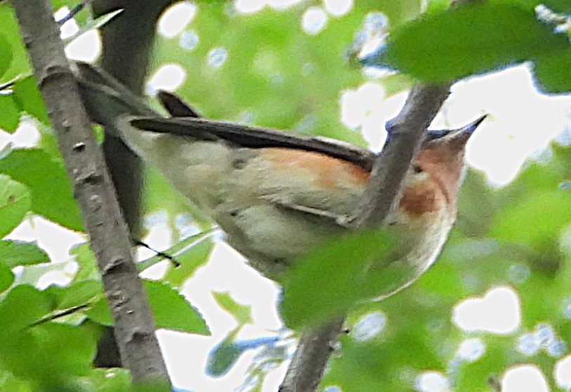 kastanjeparula - ML635365808