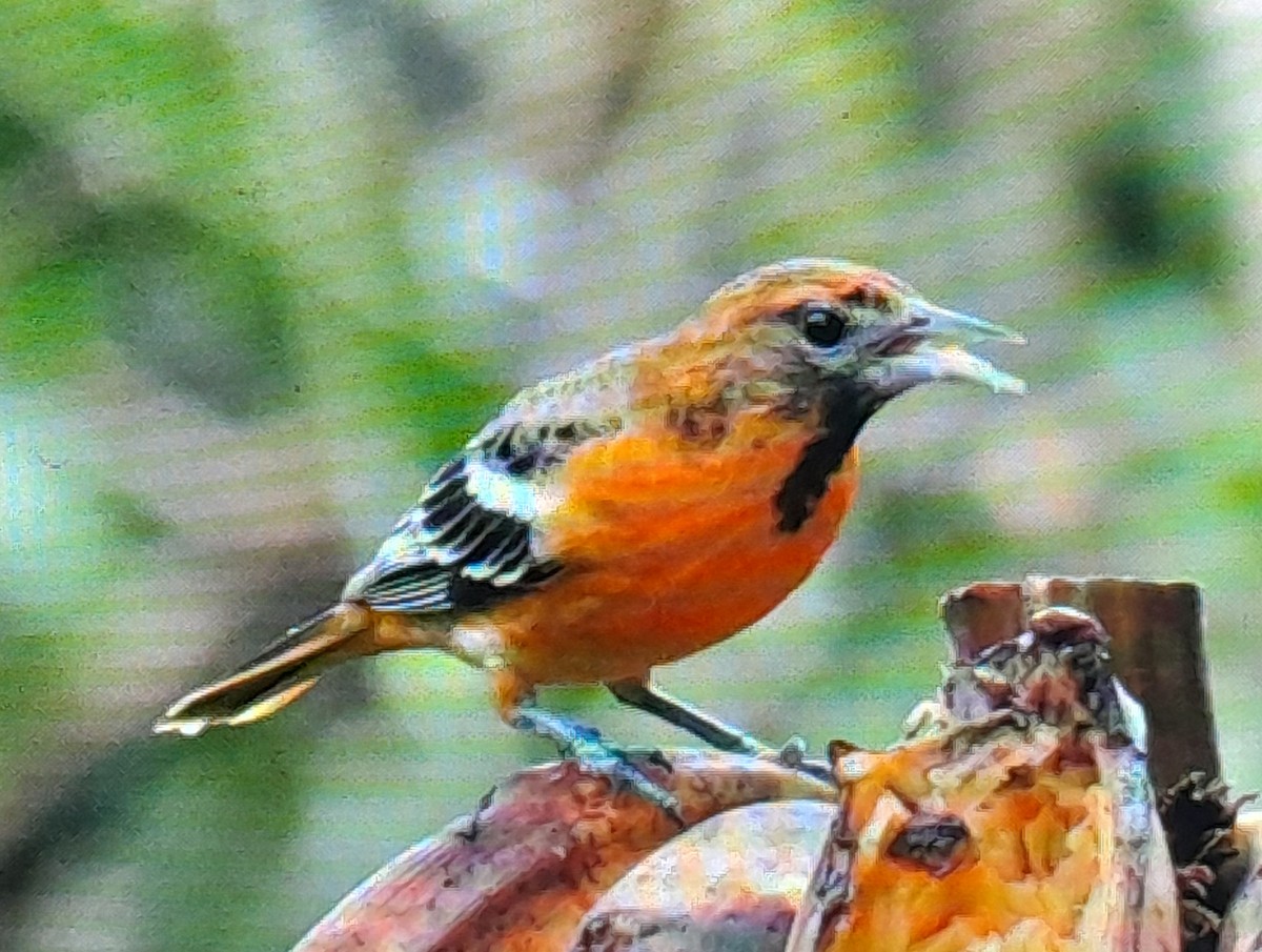 Baltimore Oriole - ML635365824