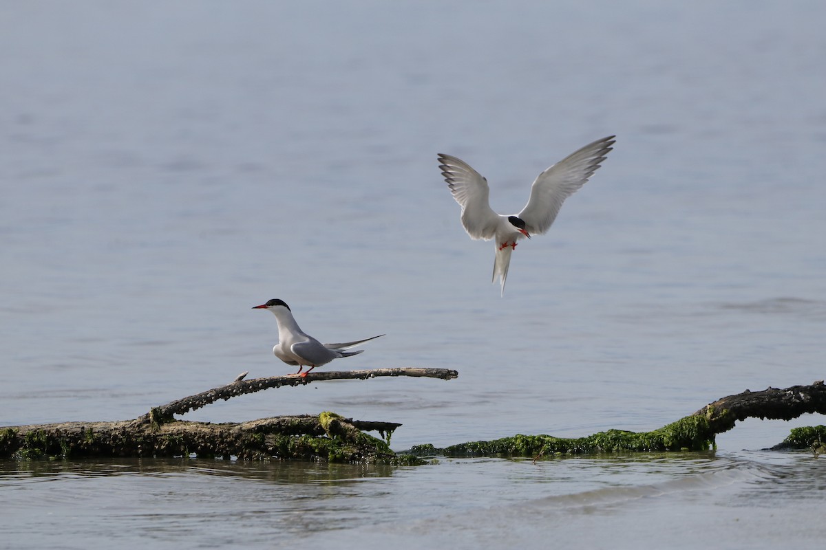 Common Tern - ML635365835