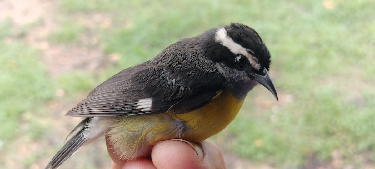 Bananaquit - ML635365838