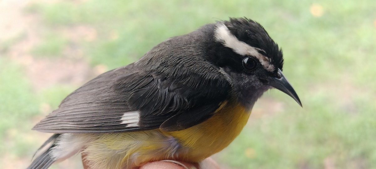 Bananaquit - ML635365839