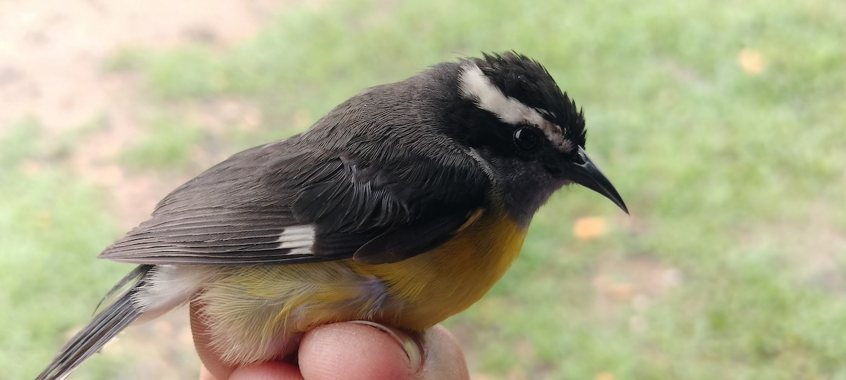 Bananaquit - ML635365840