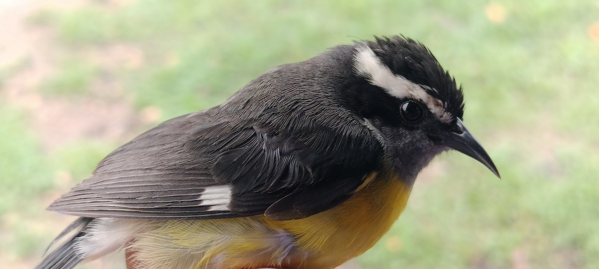 Bananaquit - ML635365841