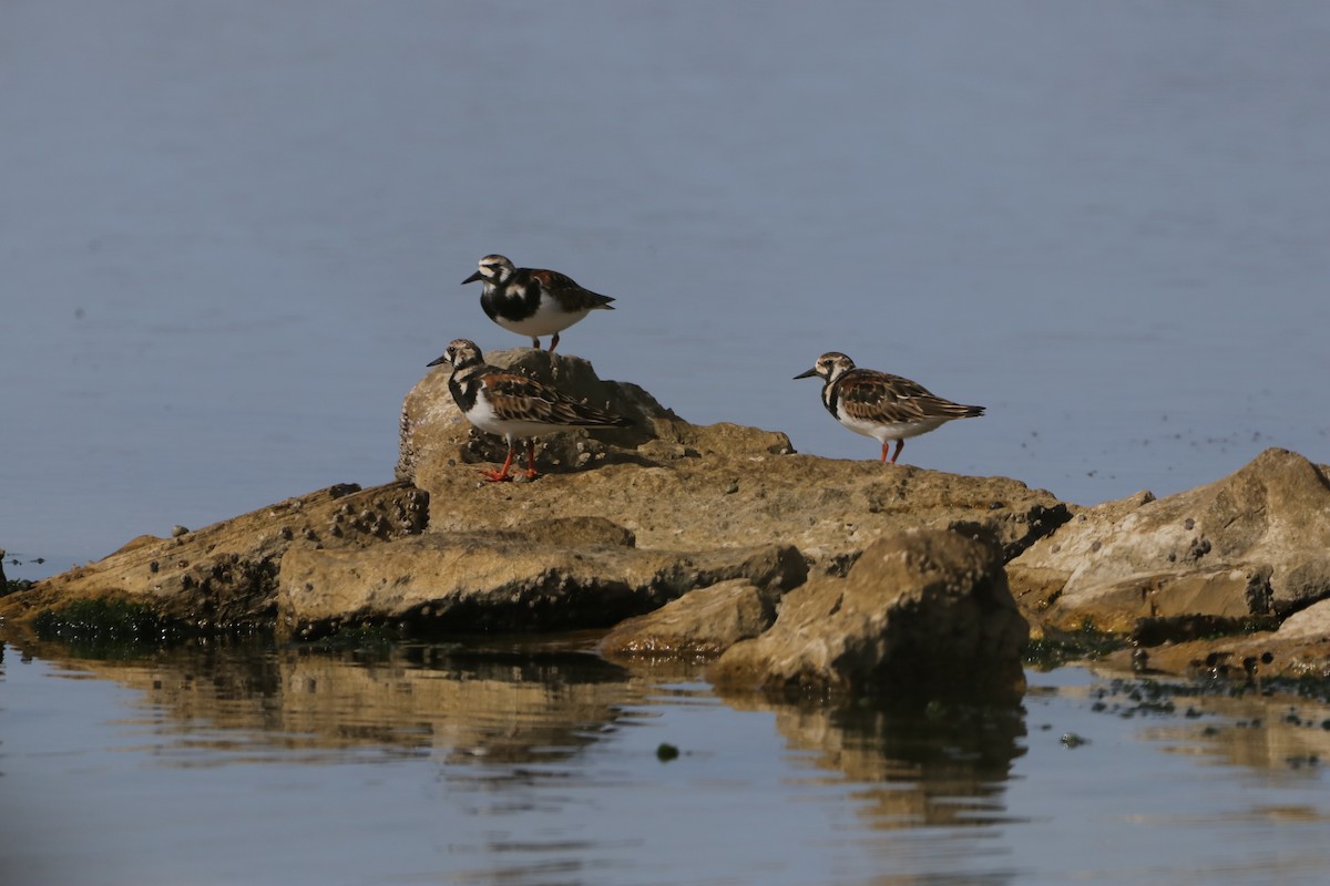 Ruddy Turnstone - ML635365855