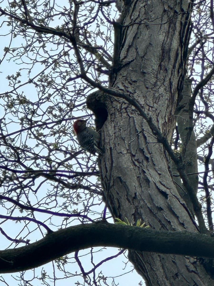 Red-bellied Woodpecker - ML635365866