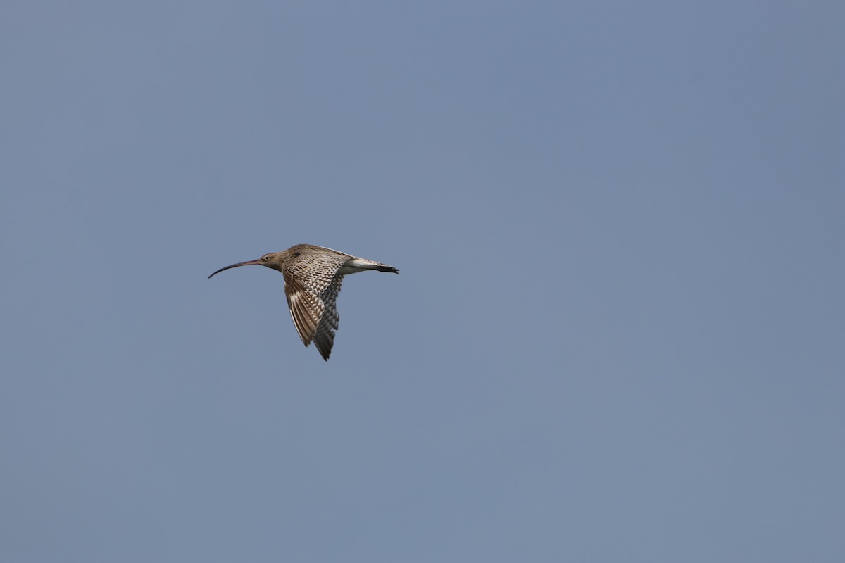 Eurasian Curlew - ML635365876
