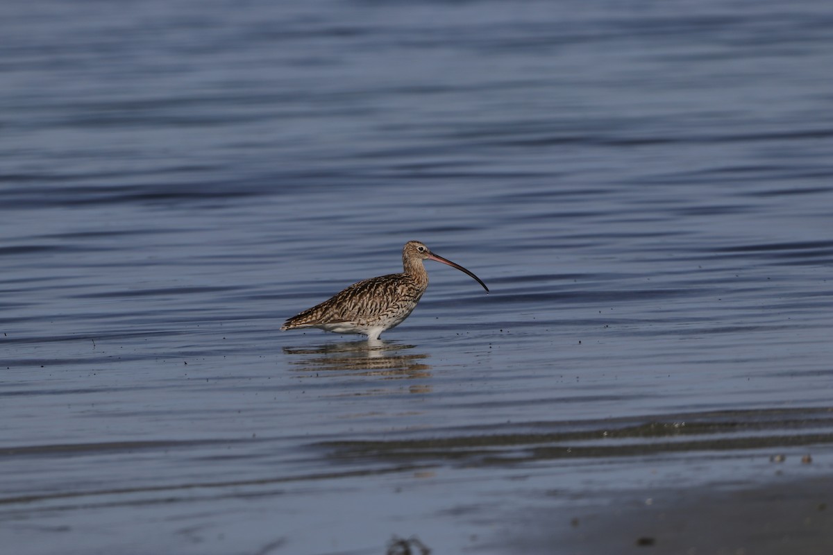 Eurasian Curlew - ML635365877