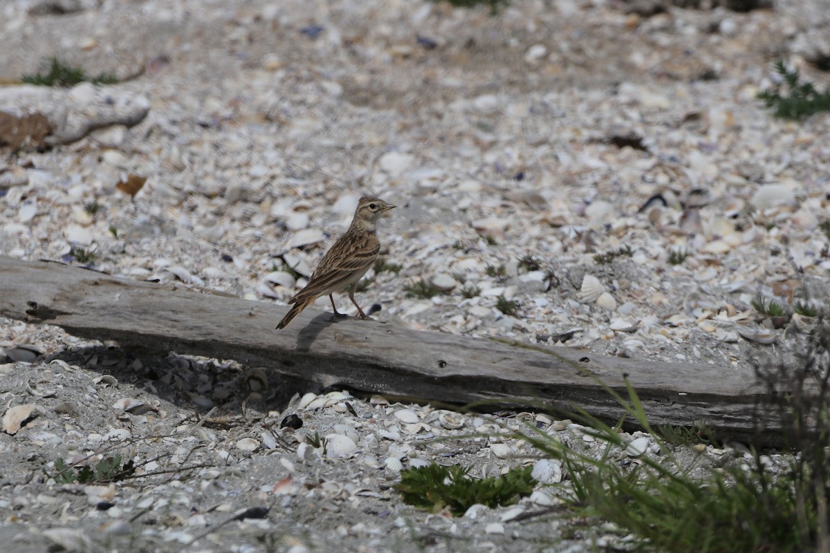 Greater Short-toed Lark - ML635365889