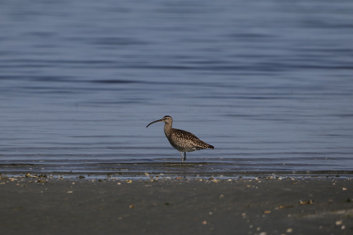 Eurasian Whimbrel - ML635365903