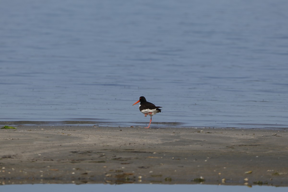 Eurasian Oystercatcher - ML635365905