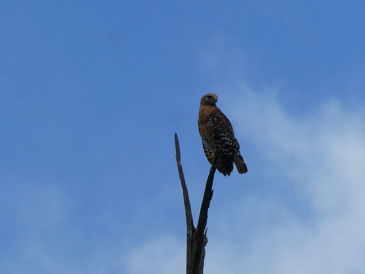 Red-shouldered Hawk - ML635365912
