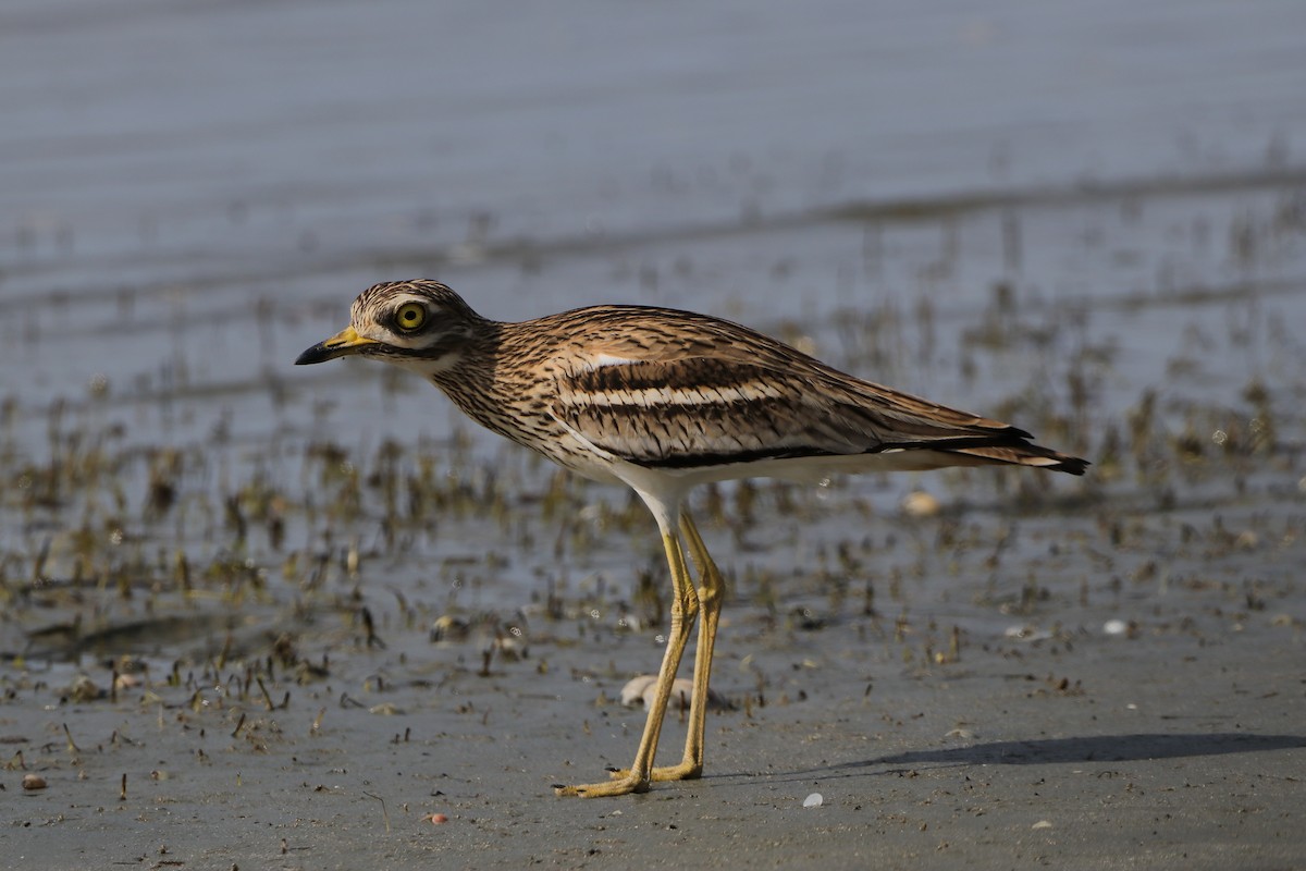 Eurasian Thick-knee - ML635365913
