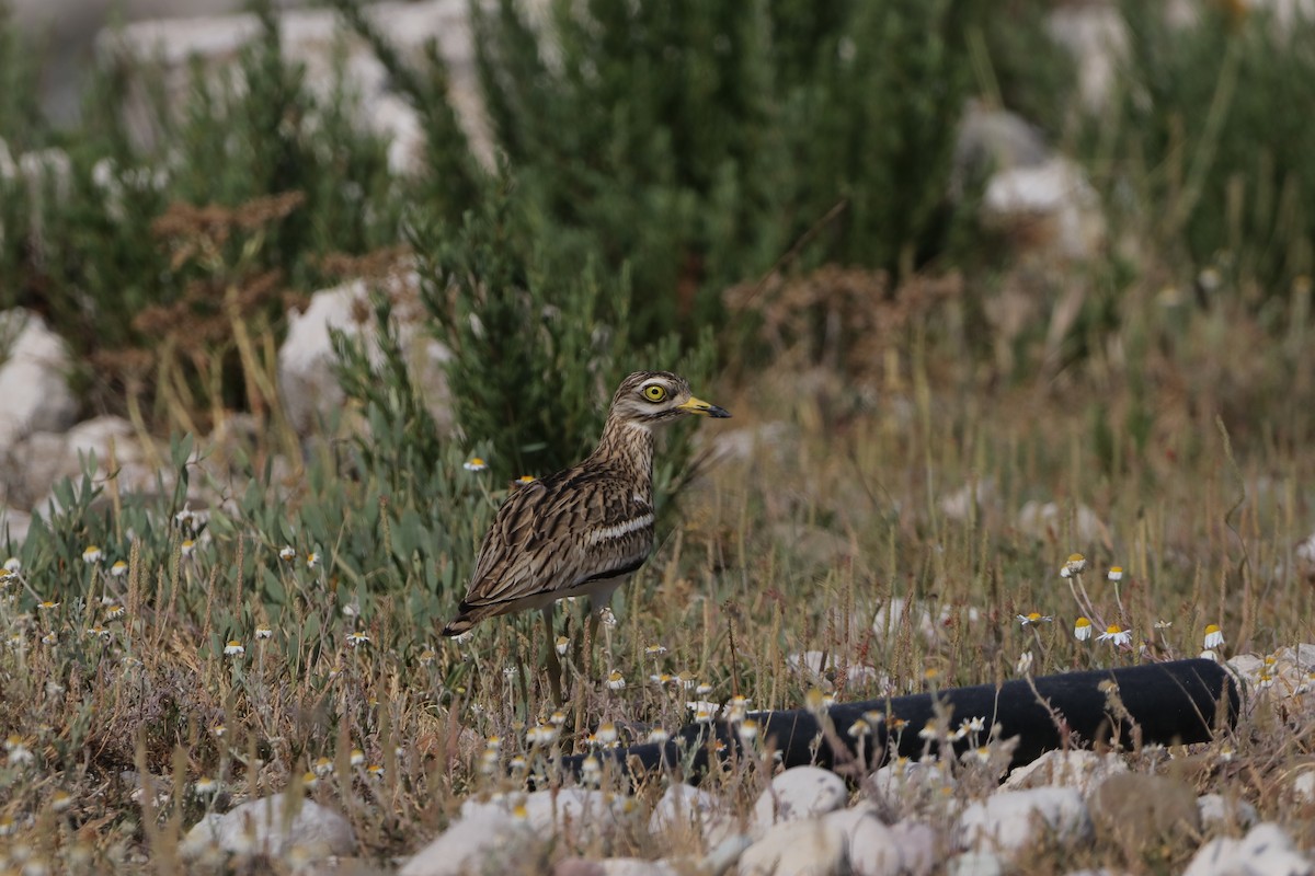 Eurasian Thick-knee - ML635365914