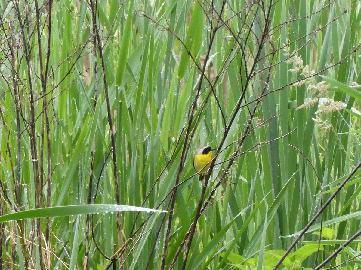 Common Yellowthroat - ML635365919