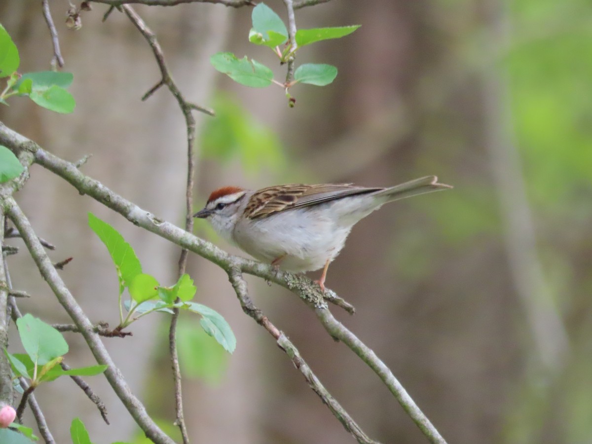 Chipping Sparrow - ML635365933