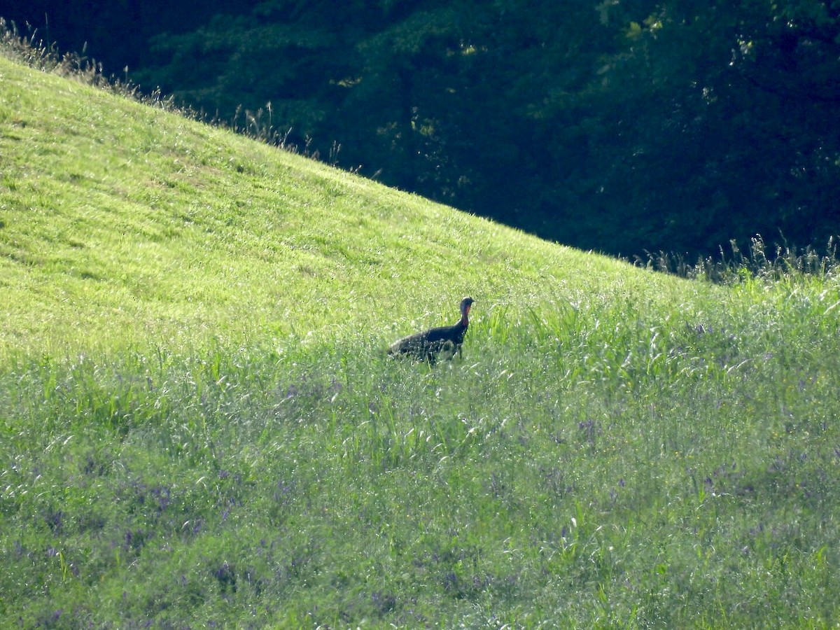 Wild Turkey - ML635365988