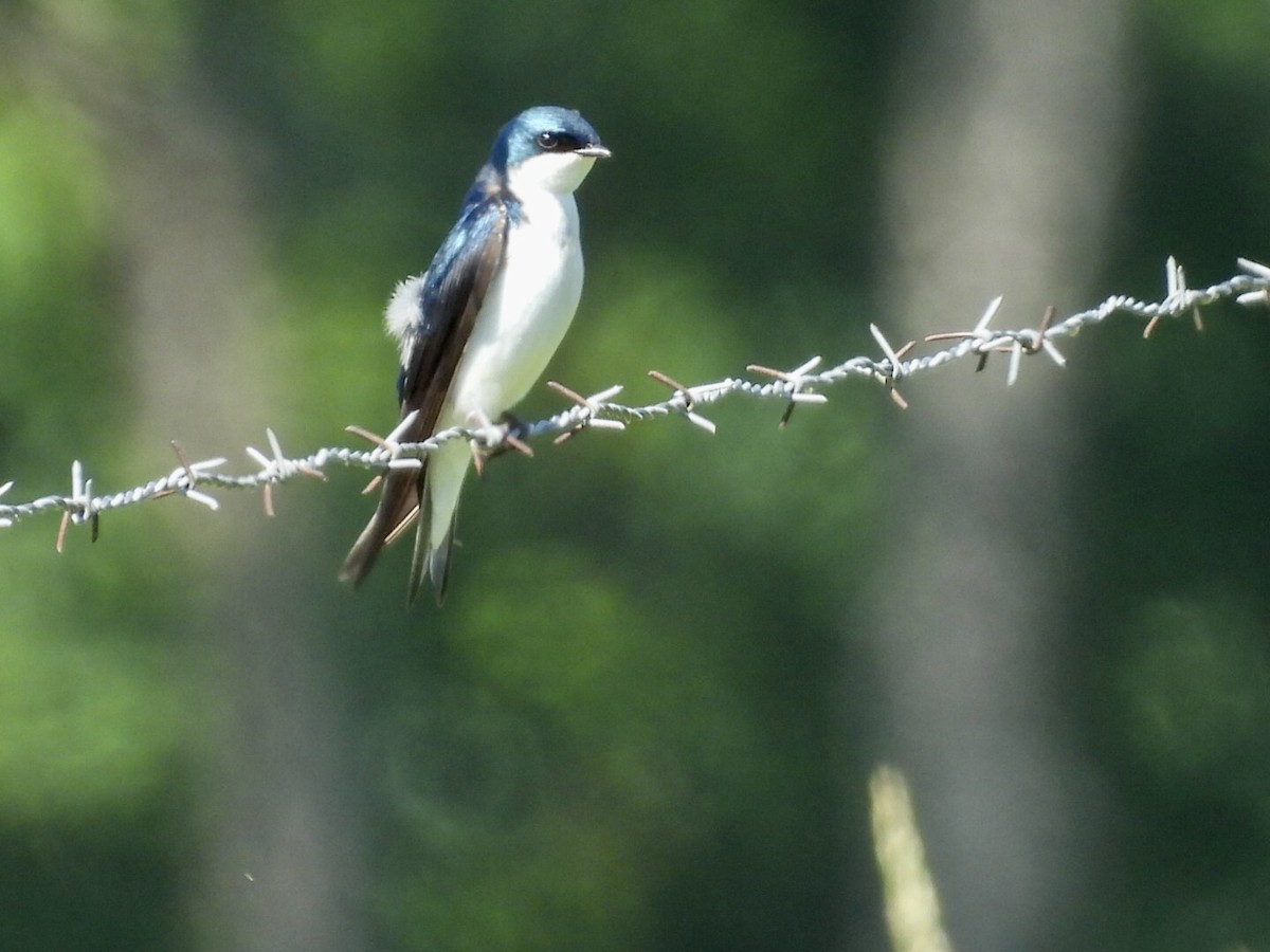 Tree Swallow - ML635366017