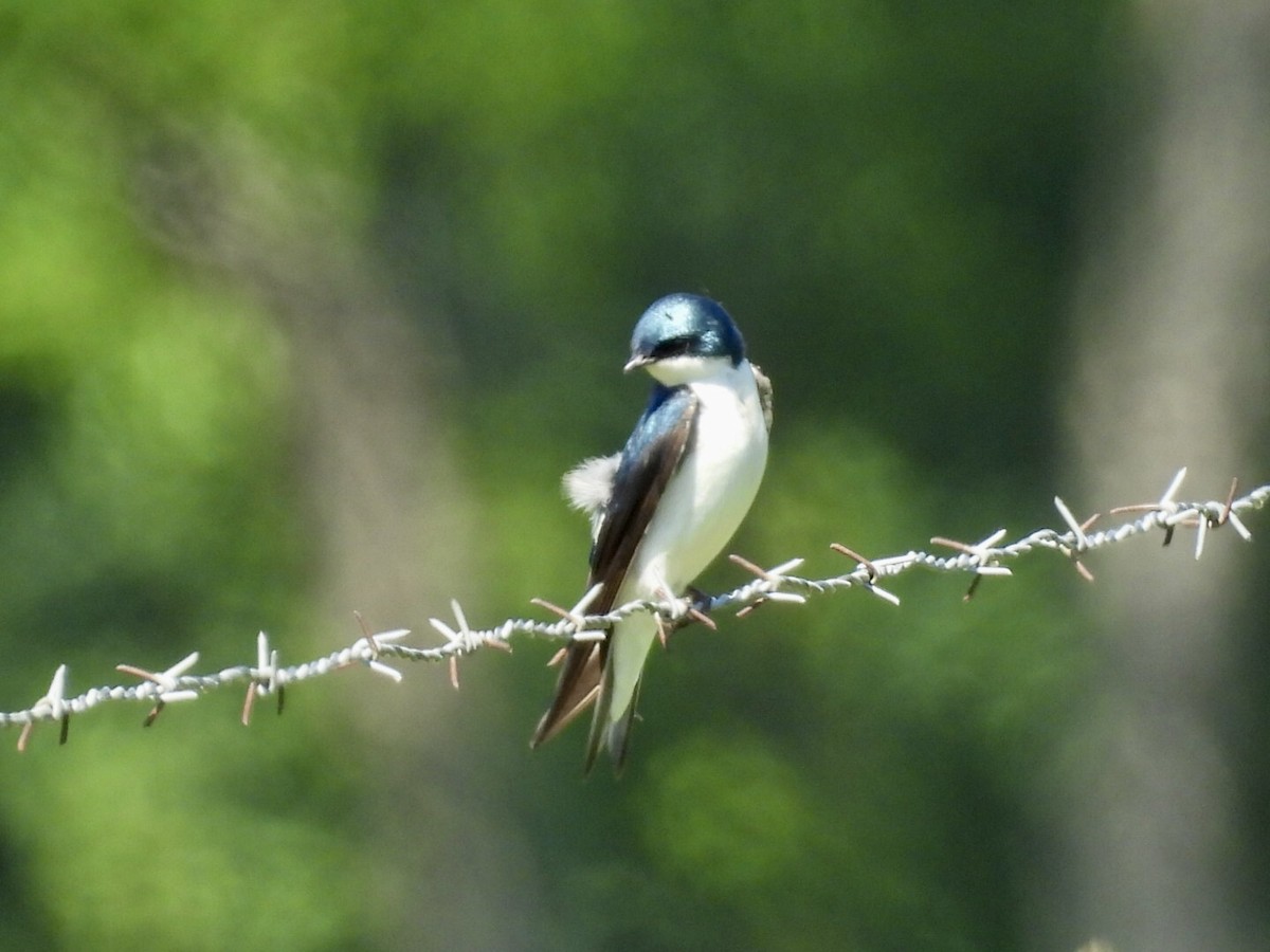 Tree Swallow - ML635366018