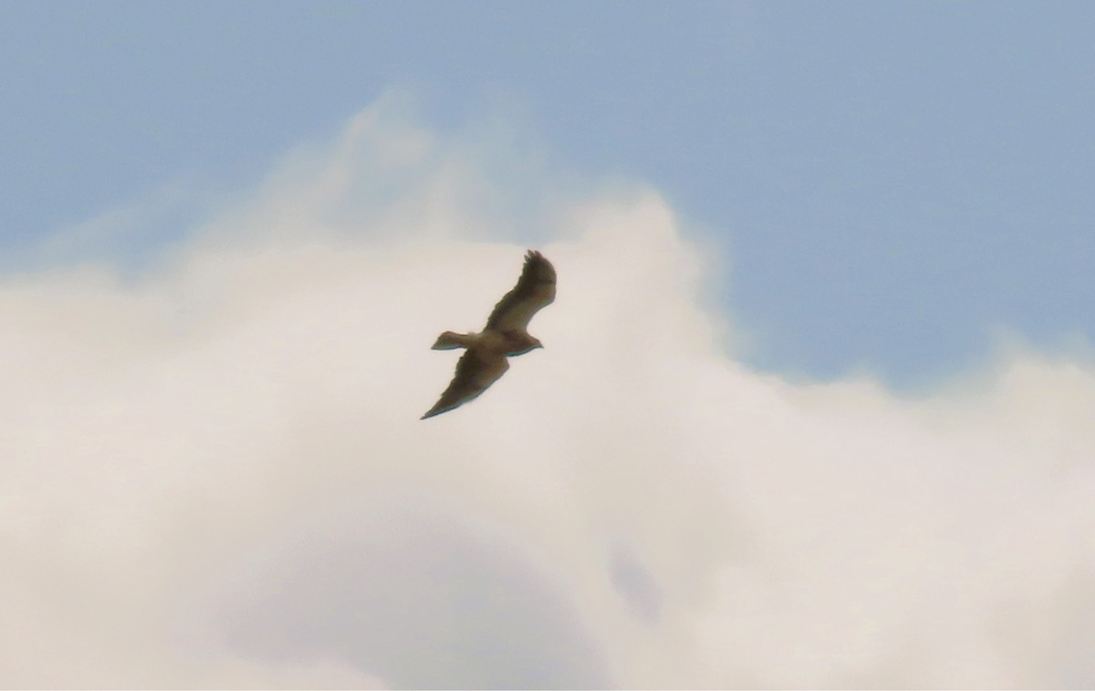 Swainson's Hawk - ML635366024